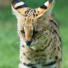 Baby serval walking in the Dubai safari, vertical