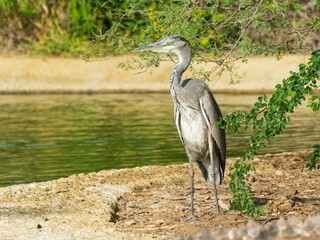 Grey heron by the pond in the park of Dubai
