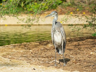 Grey heron by the pond in the park of Dubai