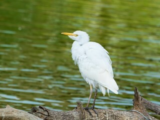Great egret on a dry tree branch by the pond