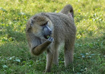 Baboon eating grass in the zoo park of Dubai