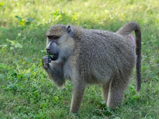 Baboon eating grass in the zoo park of Dubai