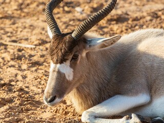 Closeup shot of an antelope with horns resting on the ground