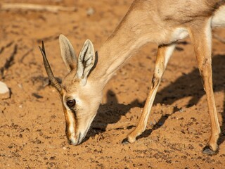 Closeup shot of an antelope with horns walking in a field