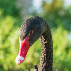 Closeup shot of a black swan head on blurred green background