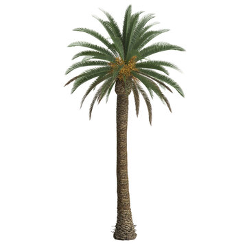 3d illustration of phoenix canariensis palm isolated on transparent background