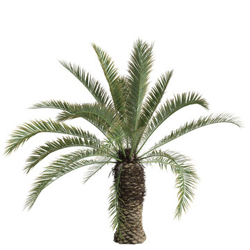 3d illustration of phoenix canariensis palm isolated on transparent background