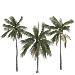 3d illustration of cocos nucifera palm isolated on transparent background