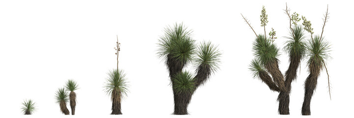 3d illustration of set yucca elata tree isolated on transparent background - obrazy, fototapety, plakaty