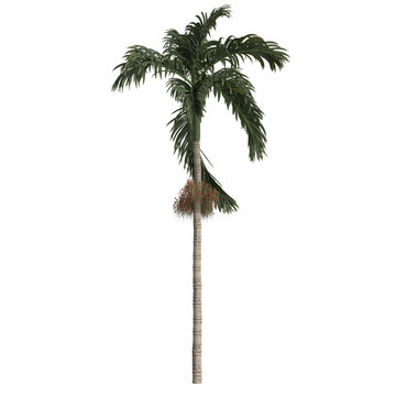 3d illustration of areca catechu palm isolated on transparent background