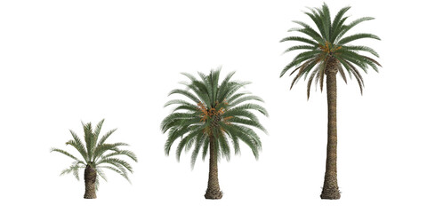 3d illustration of set phoenix canariensis palm isolated on transparent background - obrazy, fototapety, plakaty