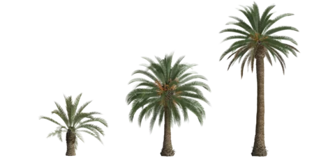 Rollo 3d illustration of set phoenix canariensis palm isolated on transparent background © TrngPhp
