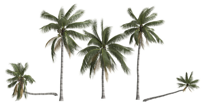 3d illustration of set cocos nucifera palm isolated on transparent background