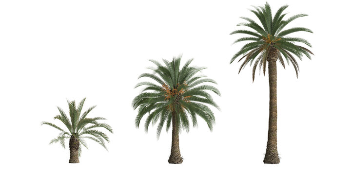 3d illustration of set phoenix canariensis palm isolated on transparent background
