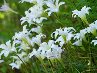 Telephoto shot of lilies in the wild