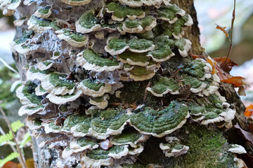 Green fungus growing on tree