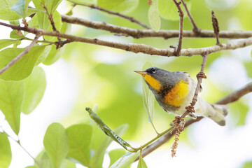 Fototapeta premium A northern parula (Setophaga americana), a small and cute bird, in west central Florida
