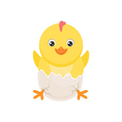 Cute chicken hatched from egg. Cracked chicken eggs with newborn baby chick isolated on white background. Vector cartoon flat illustration. 