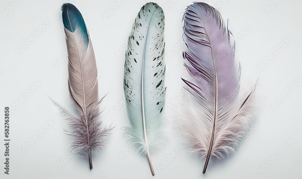 Poster three feathers of different colors on a white background with a reflection of the feather on the lef