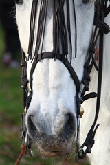 Caballo