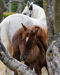 Young pretty arabian horse foal and his mother on summer background, portrait closeup