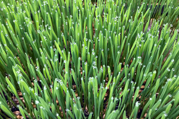 Fototapeta na wymiar Wheat grass with rain drop as background 