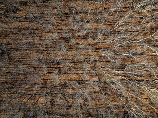 Aerial shot of the dry deciduous trees in the forest on a sunny day