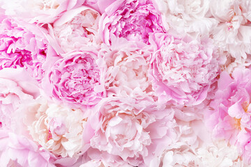 Pink peony flower background for Birthday, Mother day or Wedding card. - obrazy, fototapety, plakaty