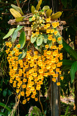 Blooming beautiful Yellow orchid flowers or Dendrobium lindleyi Steud or Honey fragrant flower in...