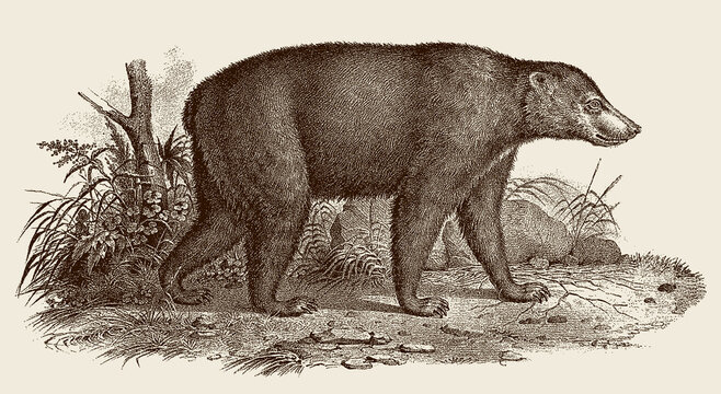 Walking sun bear helarctos malayanus in side view, after antique copperplate
