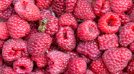 Raspberry close-up. Close-up red fresh raspberry fruit.