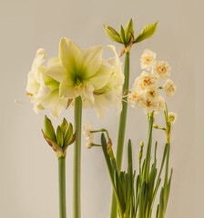 Hippeastrum (amaryllis) "'Northpole'  and  daffodil Bridal Crown   on gray background .