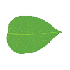 Fototapeta na wymiar A green leaf vector artwork
