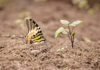 five-bar swordtail  is a species of papilionid butterfly found in south and southeast Asia. 