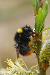 Closeup on a colorful but wed queen Early Nesting Bumble-bee, Bombus pratorum hanging onto a Salix twig