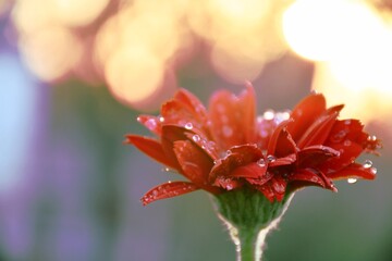 red dahlia flower