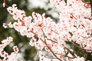 満開の桜