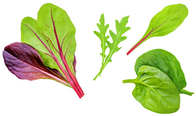 Salad leaves Collection. Isolated Mixed Salad leaves with Spinach, Frisee, Chard, lettuce, rucola...