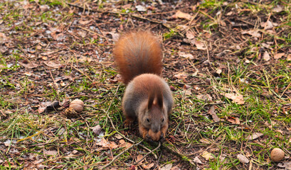 squirrel in the forest