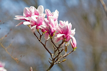 Fleur de magnolia