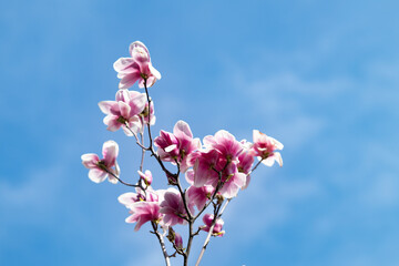 Fleur de magnolia