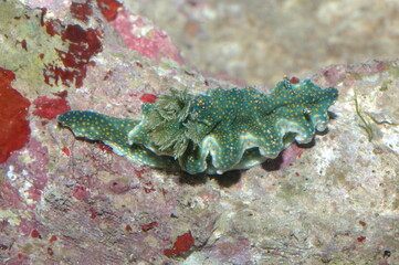 phyllidia varicosa underwater shot in the lake. Wild life animal. Fish in the natural habitat with...