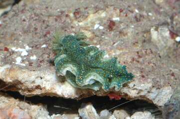 phyllidia varicosa underwater shot in the lake. Wild life animal. Fish in the natural habitat with nice background.