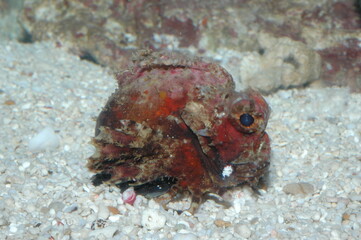 Lion fish underwater shot in the lake. Wild life animal. Fish in the natural habitat with nice background.