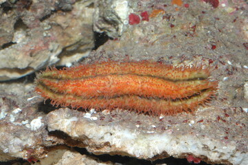 Sea Cucumber underwater shot in the lake. Wild life animal. Fish in the natural habitat with nice background.