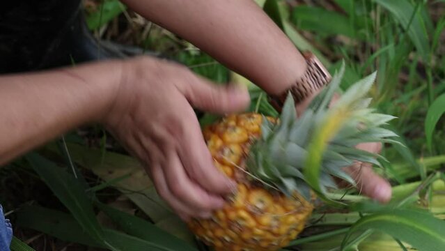 High angle closeup of a person harvesting a pineapple from the ground surrounded by green leaves