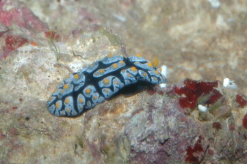 phyllidia varicosa underwater shot in the lake. Wild life animal. Fish in the natural habitat with...