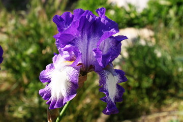 Iris de deux couleurs bleu violet