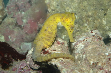 Sea horse underwater shot in the lake. Wild life animal. Fish in the natural habitat with nice...