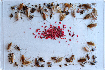 many cockroaches caught in the sticky trap, insect control at home, cockroach bait lured many big...